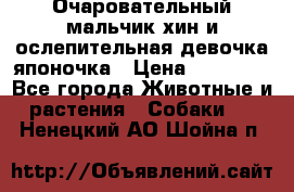 Очаровательный мальчик хин и ослепительная девочка японочка › Цена ­ 16 000 - Все города Животные и растения » Собаки   . Ненецкий АО,Шойна п.